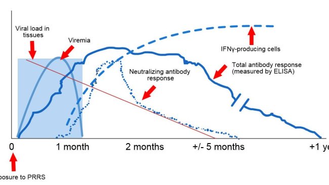 暴露于PRRS后的病毒和抗体检测示意图:下图显示了测定中使用的不同分析物的浓度(Y轴)随时间(X轴)的变化。暴露于PRRS病毒后,会在猪的血液中发现病毒(病毒血症),这种病毒通常持续2至4周,具体时间取决于猪的年龄和免疫状况。血清转化(抗体检测)通常发生在暴露后7至10天之间,持续数月后才变为血清阴性。中和抗体在暴露后4至6周出现(López和Osorio,2004)。