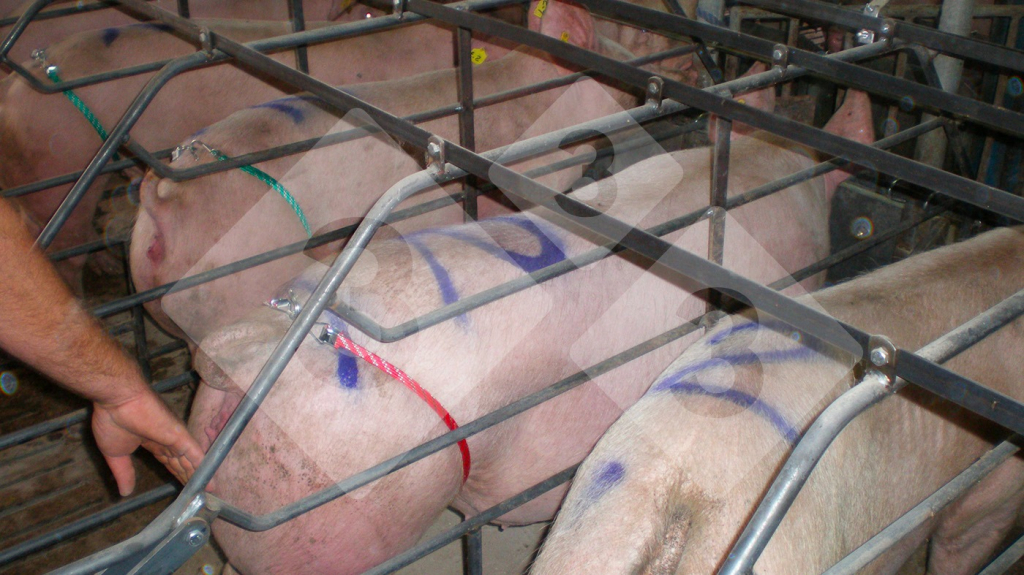 All the sows that show a clear standing reflex will be inseminated at once.