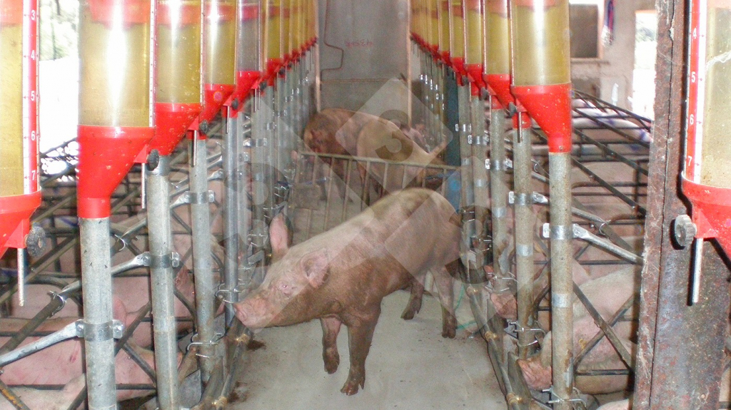 We leave a boar stimuating the sows in the first section, that are still showing the standing reflex.