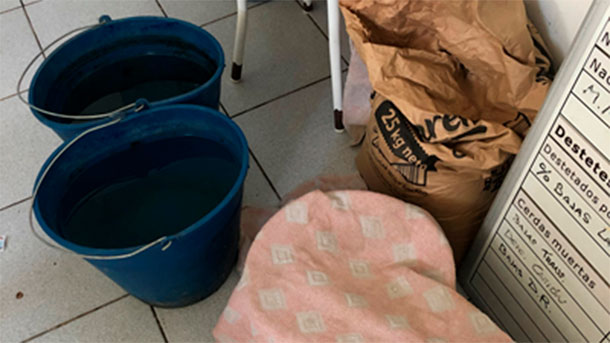 照片2：必须准备好收集的材料以便母猪服用，最好是在饮水时直接放入母猪的水槽中。