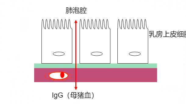 图2：初乳期乳腺紧密连接示意图。
