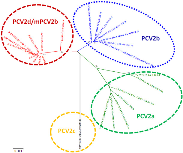 Relationship of the main PCV2 genotypes based on ORF2 sequence comparison