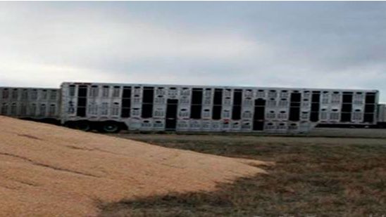 图片2：受污染的运输工具和外部玉米储藏室非常靠近。由Doug McDougald博士提供。