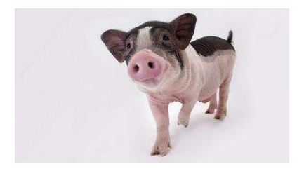 主页 Pig333 Cn 世界猪业之窗