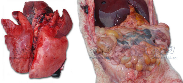 Severe lung congestion and an enteritis with a variable seriousness with a more or less important involvement of the mesenteric lymph nodes.