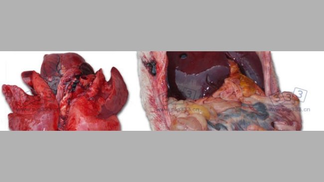 Severe lung congestion and an enteritis with a variable seriousness with a more or less important involvement of the mesenteric lymph nodes.