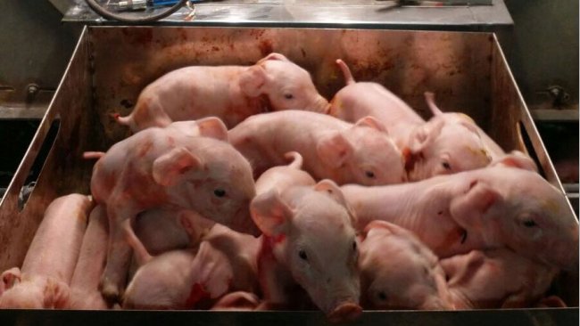 一头多产母猪所产的16头仔猪。
