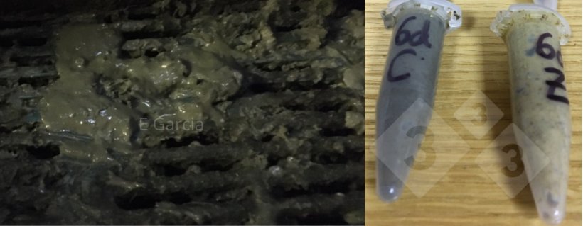 图2.一旦去除饲料中的药物，包括氧化锌，你会发现粪便颜色更深、更松散。这将在断奶后持续一周。然而，如果没有爆发，这将过去，仔猪将迎头赶上。断奶后6天，试管显示了同一猪场添加（Z）和没有添加（C）氧化锌的粪便。