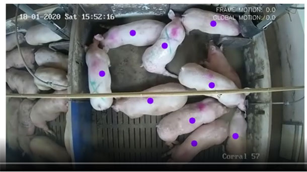 图 2：识别并单独跟踪猪的运动的视频。来自 Innovación VIGIASAN项目。