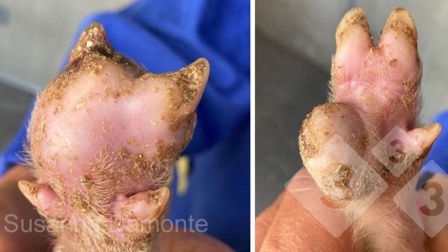 图2: 15日龄仔猪蹄底病变。