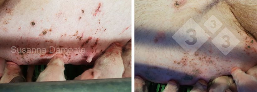 图11：哺乳母猪的乳腺病变。
