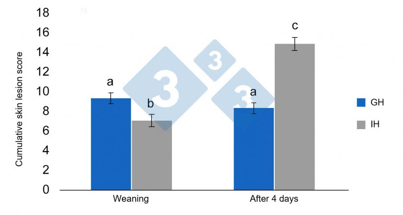 图3：断奶前群饲（GH）或单独饲养（IH）仔猪，断奶后累积病损评分的最小二乘平均值和标准误差。显著差异用不同的字母表示（p