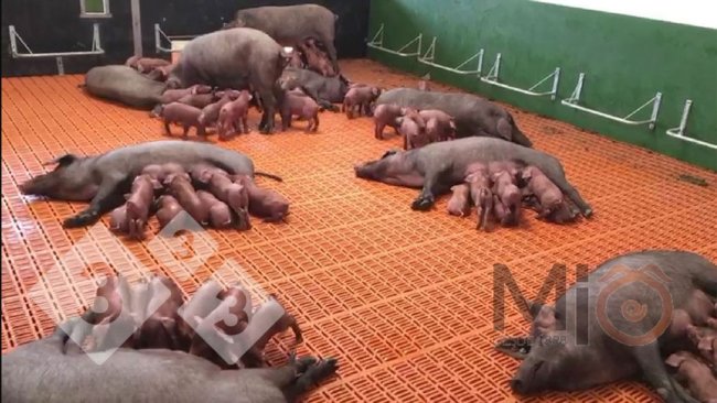 图2。母猪和仔猪可以混合和互动的集体哺乳栏示例。资料来源:mio1989.com