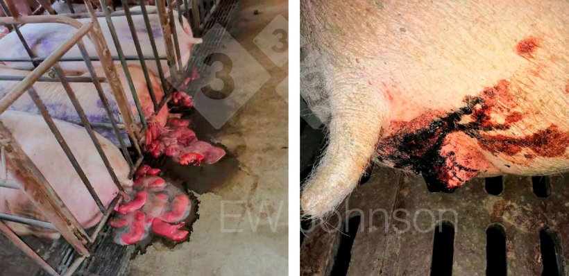 照片1： 流产（左）和母猪血性腹泻（右）。
