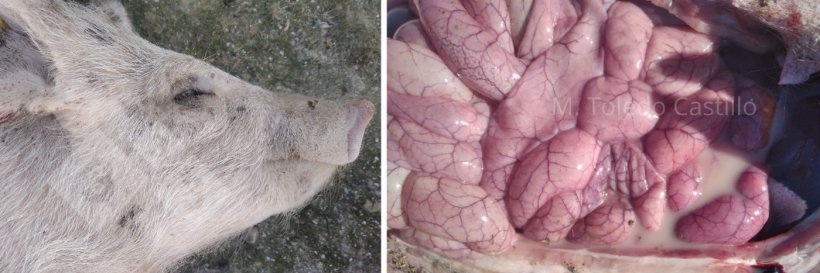 照片3和4：感染大肠杆菌病的仔猪外观和肠道。