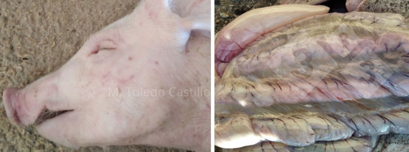 照片1和2：受水肿病影响的仔猪的外观及其肠道。