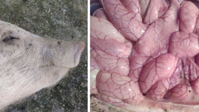 生猪健康 - pig333.cn, 世界猪业之窗