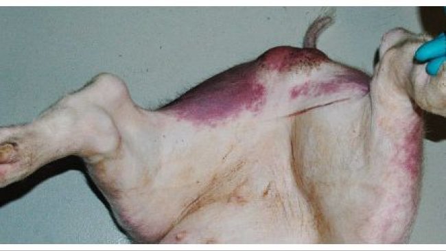 Reddening and cyanosis in hind legs