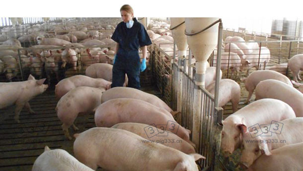 Pig farm