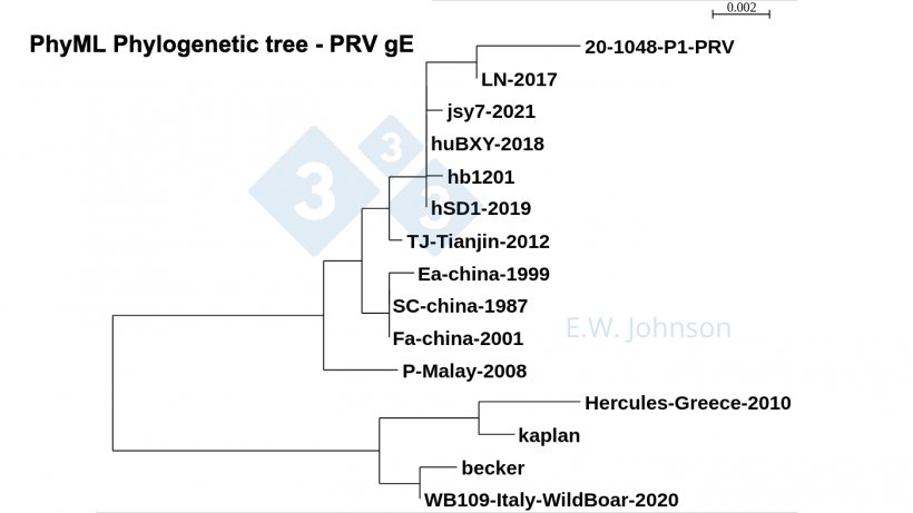 Figure 5. PhyML Phylogenetic tree, PRV gE showing type1 (kaplan/becker -like) strains, &quot;classical&quot; type 2 (Fa/SC/Ea-like) strains , and enhanced virulence type2 (TJ/hb1201-like) strains. &nbsp;Recent PRV, this case [20-1048], and human encephalitis PRV hSD1-2019 are clustering with TJ/hb1201.
