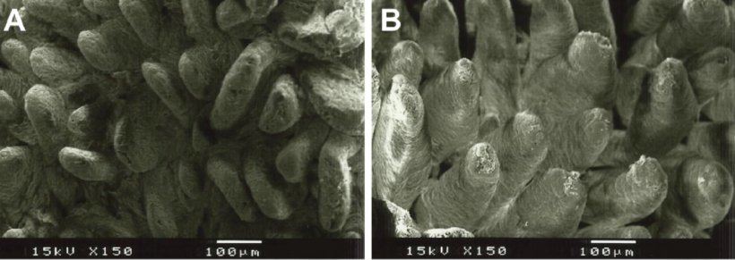 Figure 2. Electron microscope image of the duodenal mucosal surface in weaned piglets fed A: diet without added fiber (villi height: 538&micro;m), and B: lignocellulose at 1% (villi height: 616&micro;m) (Adapted from Silva-Guillen et al., 2022).
