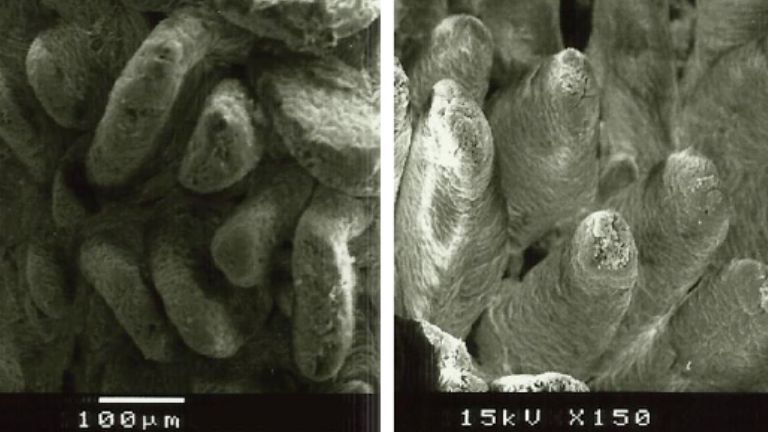 Figure 2. Electron microscope image of the duodenal mucosal surface in weaned piglets fed A: diet without added fiber (villi height: 538&micro;m), and B: lignocellulose at 1% (villi height: 616&micro;m) (Adapted from Silva-Guillen et al., 2022).
