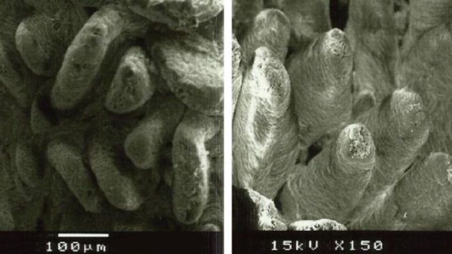 Figure 2. Electron microscope image of the duodenal mucosal surface in weaned piglets fed A: diet without added fiber (villi height: 538µm), and B: lignocellulose at 1% (villi height: 616µm) (Adapted from Silva-Guillen et al., 2022).