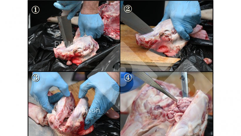 Figure 2. To avoid cross contamination when taking samples from the brain, follow an strict order during necropsy and use flame-sterilized (and cooled) sturdy knife to open the skull and flamed &amp; cooled forceps/scissors to remove the brain.
