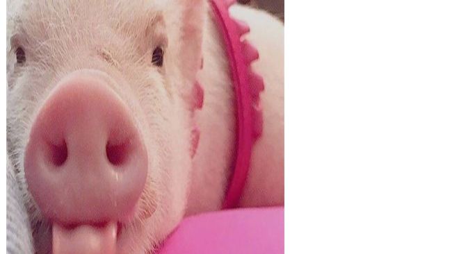 牛世界精猪　 世界十大名猪排名，我猜你只听过两头乌