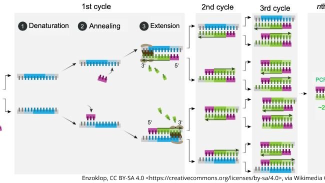 Schematic mechanism of PCR.