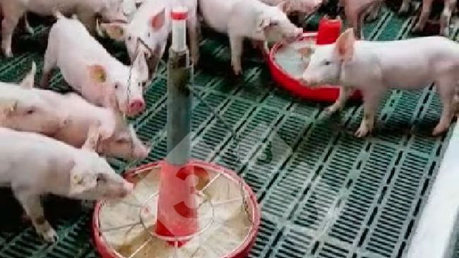 主页- pig333.cn, 世界猪业之窗