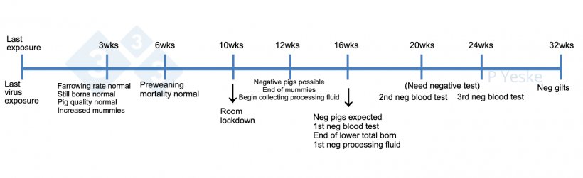 图1：猪群病毒暴露后稳定的时间表。这概述了在病毒消除过程中需要监控的一些里程碑，以及应该达到的期望。我们意识到每个猪群都存在可能改变这一时间线的独特情况，但这是猪群开始这一过程的参考。
