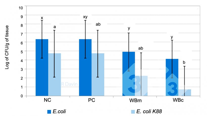 图1：在大肠杆菌K88攻毒后，附着在断奶仔猪回肠粘膜上的总大肠杆菌和特异性大肠杆菌K88（改编自Molist et al.2011）。x,y条形图中不同的上标表示日粮处理之间存在显著差异（P&lt;0.05）。ab条形图中不同的上标表示日粮处理之间存在显著差异（P&lt;0.05）。
