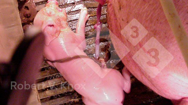 台湾 発 猪頭皮 我家是〓人院 台湾人不是被〓大的！？ 民进党每天都在骗台湾人，一边喂台湾人吃莱猪一边骗台湾人，这是