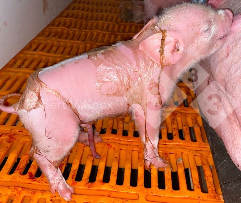图 6：出生时带有一些羊膜的小猪。

