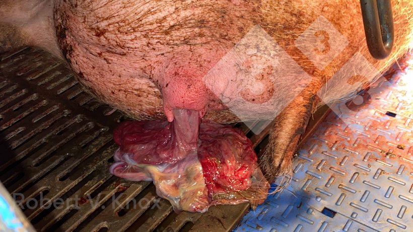 图 7：胎盘缓慢从母猪中排出。
