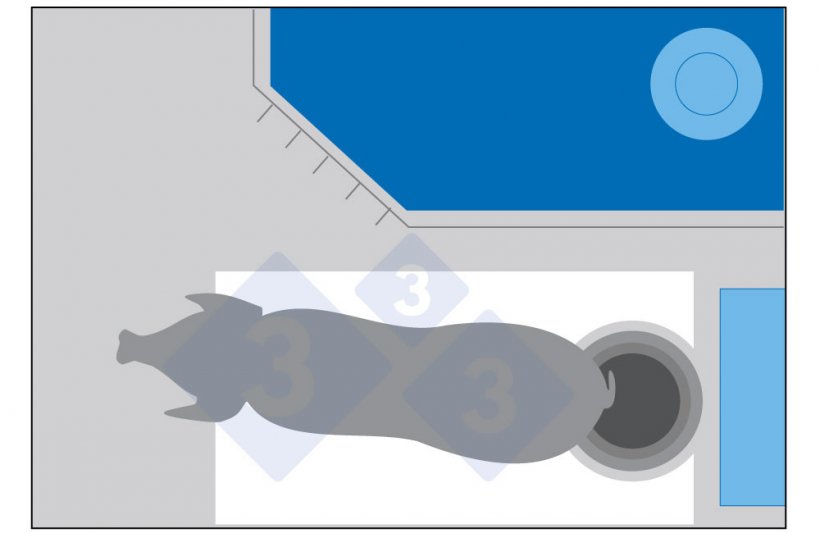 图1：如果母猪可以移动，但没有比现在更多的空间，她可能会回到料槽排便，最终弄脏料槽前面的区域。
