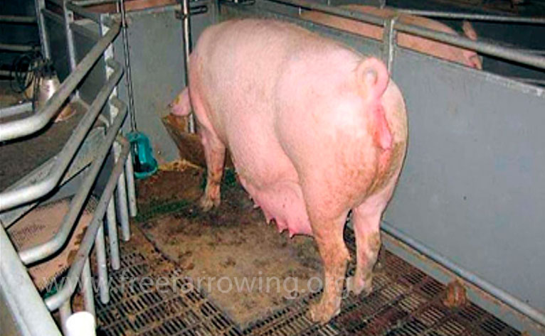 照片1：没有产仔箱的未经改进的猪栏示例（照片：www.freefarrowing.org）。
