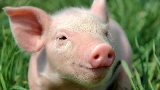 主页- pig333.cn, 世界猪业之窗