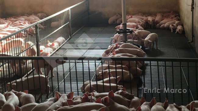 照片1:寒冷的仔猪