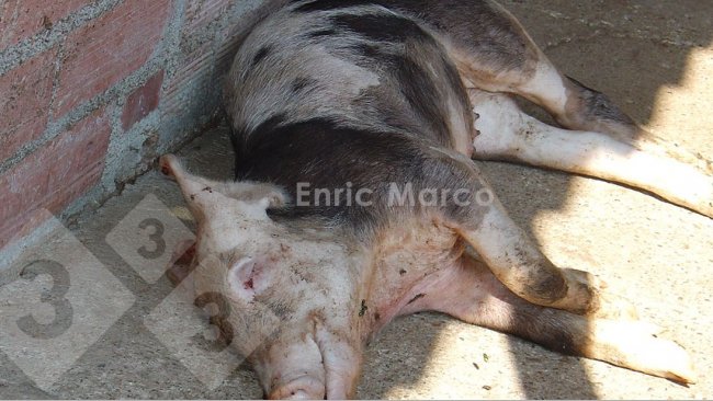 照片1：因放线杆菌引起的肺炎而死亡的猪
