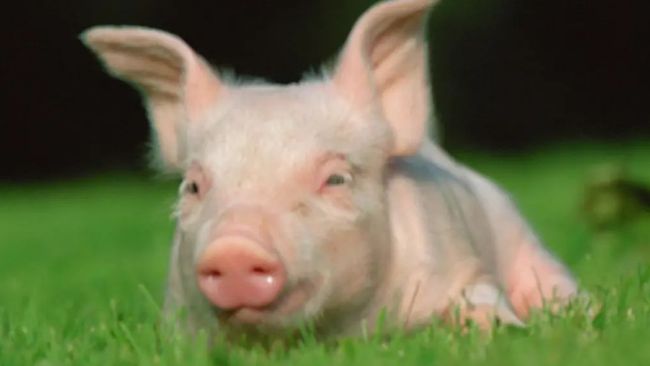 牛世界精猪　 牛世界精猪 畅销授精产品牛猪羊/牲畜精液枪| Alibaba.com