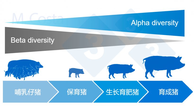 图4： 猪一生中&alpha;和&beta;多样性的动态变化。
