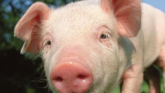 企业动态- 生猪健康- pig333.cn, 世界猪业之窗