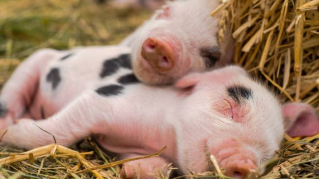 牛世界精猪　 牛世界精猪 畅销授精产品牛猪羊/牲畜精液枪| Alibaba.com