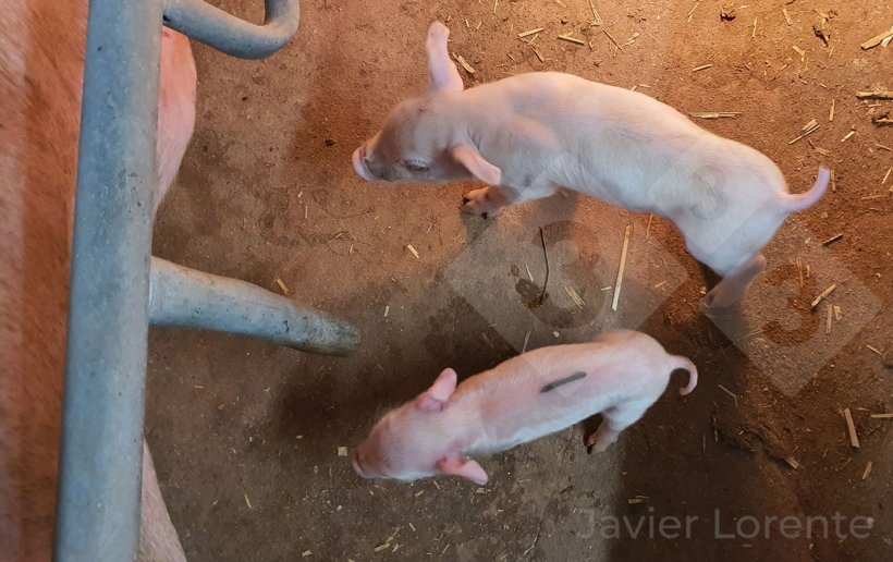 照片 4. 出生体重差异很大的同一窝仔猪&mdash;&mdash;这是仔猪生存能力的重要决定因素。
