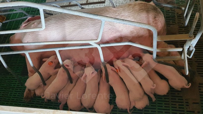 照片1：所有仔猪同时哺乳
