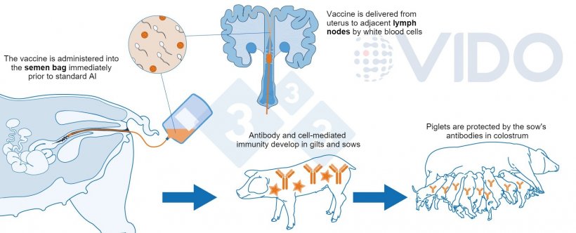 图 1. 宫内疫苗的建议机制：宫内疫苗在标准或宫颈后人工授精期间被输送到子宫，以在后备母猪/母猪中产生抗体介导的细胞免疫反应。 产生初乳抗体，并将它们输送给正在哺乳的新生仔猪。
