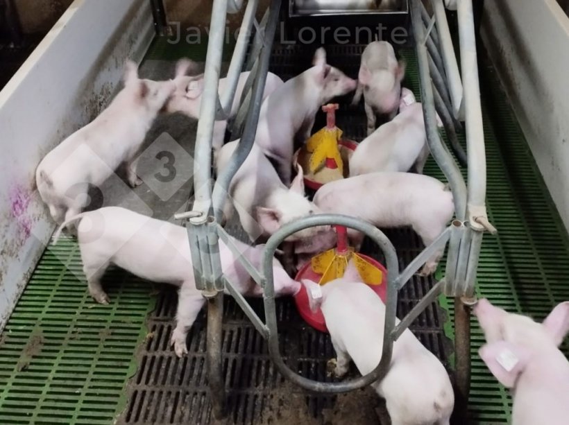 照片5：为分娩室中的仔猪提供饲料和水，以减少断奶前的禁食时间。

