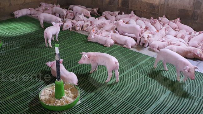 牛世界精猪　 纯种黑金刚猪精苏太猪精40-60毫升2瓶送输精管！真的能提升？这波